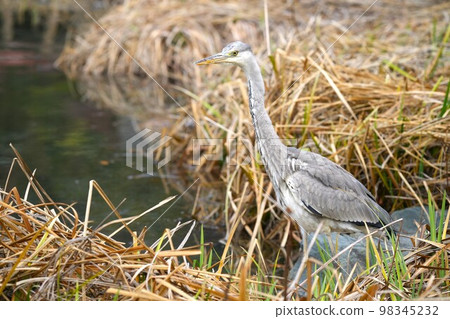  Water heron 98345232