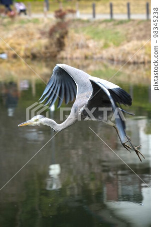 A heron flapping its wings 98345238