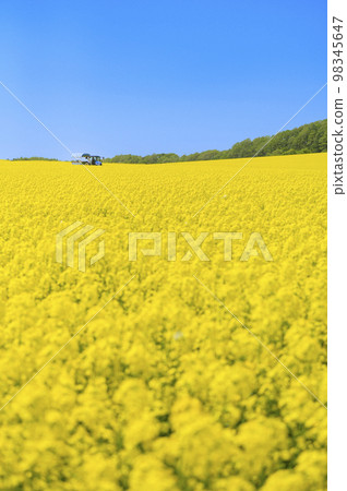 油菜花田和拖拉機拉的有蓋貨車 98345647