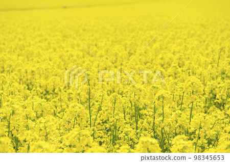 一邊的油菜田 98345653