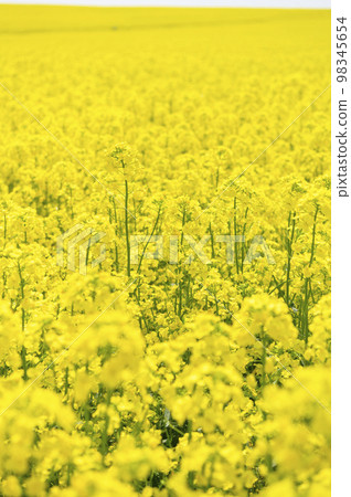 一邊的油菜田 98345654