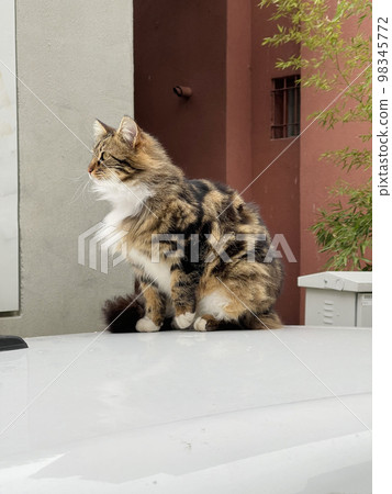 Beautiful striped cat is sitting on top of the car and relaxing Beautiful striped cat is sitting on top of the car and relaxing 98345772