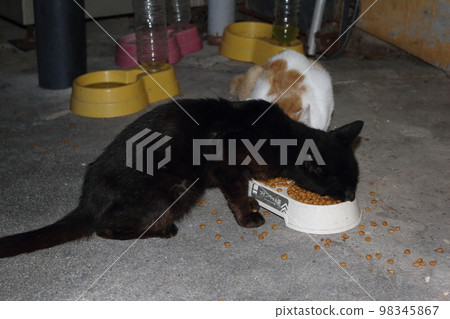 瀨戶內島貓 98345867