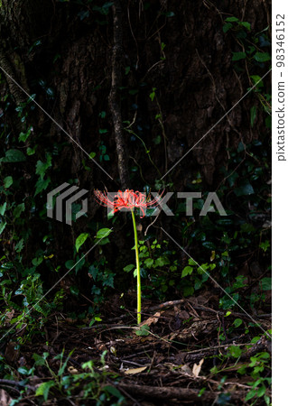 簇狀孤挺花七森古墳的美麗自然風光（大分縣竹田市） 98346152