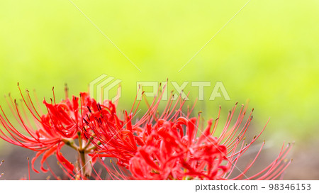 簇狀孤挺花七森古墳的美麗自然風光(大分縣竹田市) 簇狀孤挺花七森古墳的美麗自然風光(大分縣竹田市) 98346153