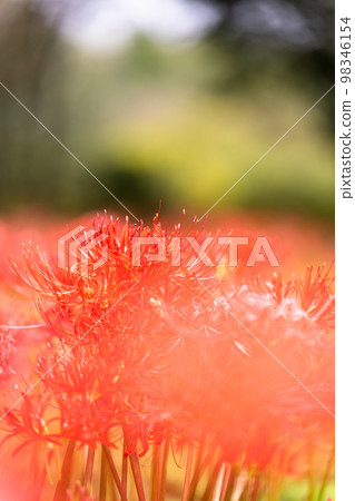 簇狀孤挺花七森古墳的美麗自然風光（大分縣竹田市） 98346154