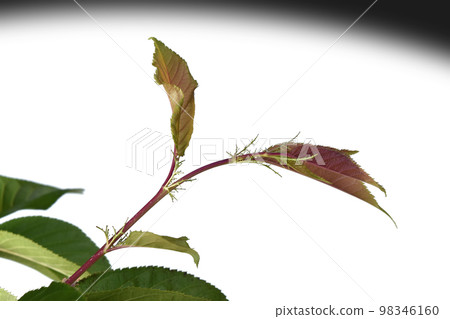 Climate change image (fix photography) Climate change image (fix photography) 98346160