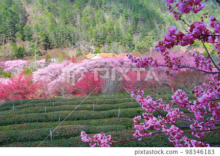 高山春天的美麗櫻花 高山春天的美麗櫻花 98346183