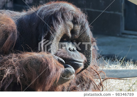 Orangutan 98346789