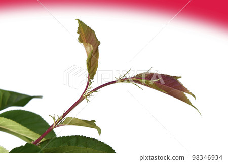 Climate change image (fix photography) Climate change image (fix photography) 98346934