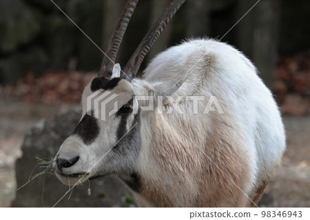 Arabian Orix Arabian Orix 98346943