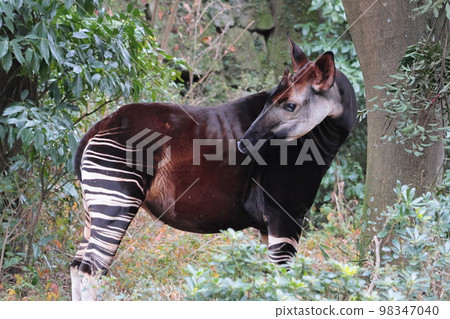 Okapi Okapi 98347040