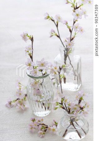 Sakura Keio Sakura studio shot 98347389