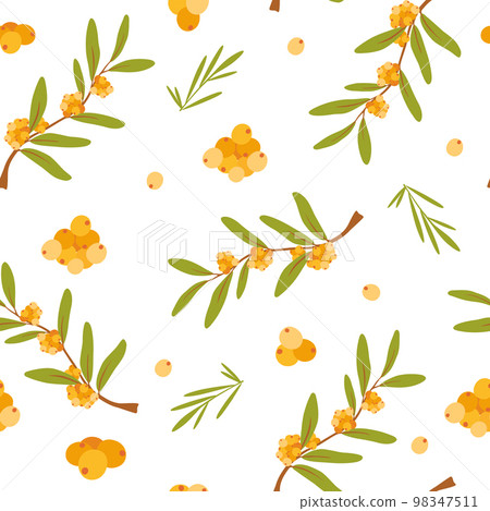 Berries seamless pattern. Autumn Background with sea-buckthorn berries. Design for poster, kitchen textiles, clothing and wallpaper. Flower graphic design. Botany texture. Vector 98347511