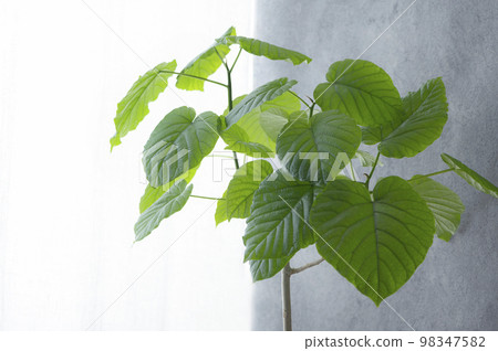 有榕樹的房間 98347582