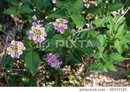 A flowering plant Lantana (Lantana) in its natural habitat A flowering plant Lantana (Lantana) in its natural habitat 98347585