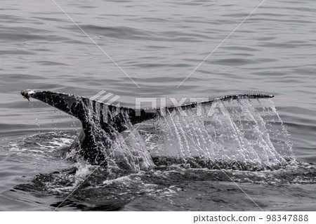 Close-up of a whale 98347888