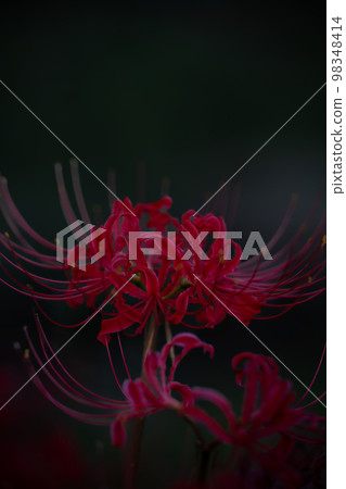 Beautiful natural cluster amaryllis close-up (Higanbana Kaido, a little-known natural sightseeing spot, from Mashiki Town to Nishihara Village) Beautiful natural cluster amaryllis close-up (Higanbana Kaido, a little-known natural sightseeing spot, from Mashiki Town to Nishihara Village) 98348414