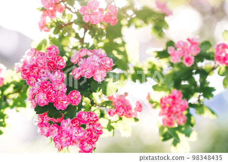 Branches of pink flowers of blooming crataegus pauls scarlet tree in spring on a Sunny day. Springtime flowers and spring nature beauty. Selective focus. Copy space 98348435