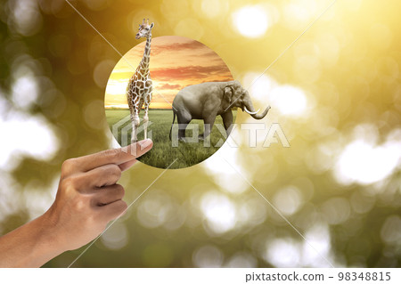 World Wildlife Day World Wildlife Day 98348815