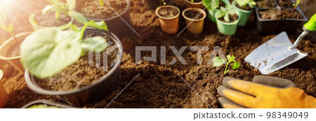Human's hands seedling a plant sprout in the black soil. Human's hands seedling a plant sprout in the black soil. 98349049