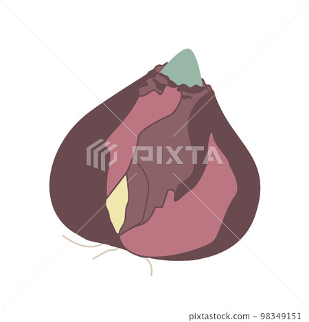 Bulb of hyacinth isolated on white background. Vector illustration Bulb of hyacinth isolated on white background. Vector illustration 98349151