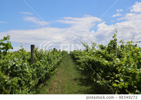 Vineyards for wine growing vigorously under the blue sky in summer Vineyards for wine growing vigorously under the blue sky in summer 98349272