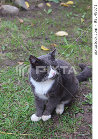 gray cat sitting on the grass gray cat sitting on the grass 98349671