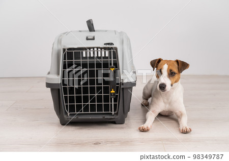 Dog sitting next to an open plastic carrier. Dog sitting next to an open plastic carrier. 98349787