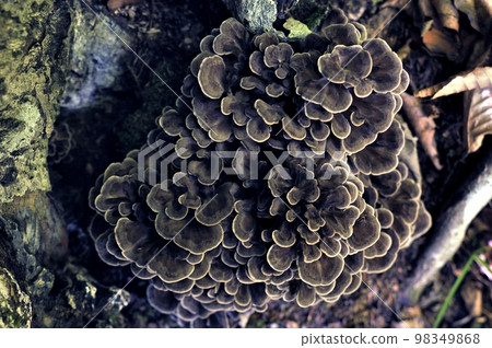 Natural Maitake Mushroom Kurofu Natural Maitake Mushroom Kurofu 98349868