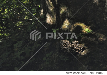 Natural Maitake Mushroom Kurofu Natural Maitake Mushroom Kurofu 98349869