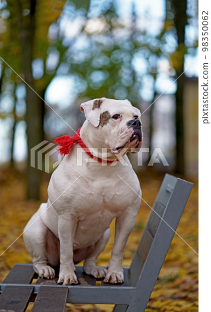 Funny happy cute dog breed american bulldog plays in the park. Orange golden autumn concept. 98350062