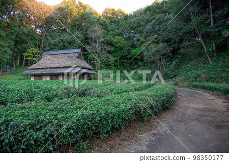 A cabbage roof 98350177