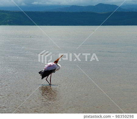 Fishing white stork in Nechisar National Park Ethiopia 98350298
