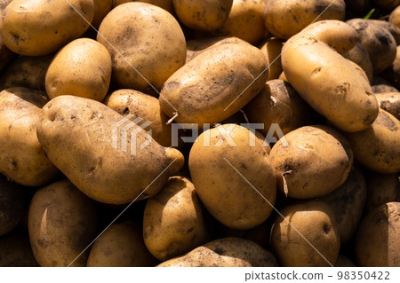 A lot of harvested potatoes lying in a pile. Autumn harvest 98350422
