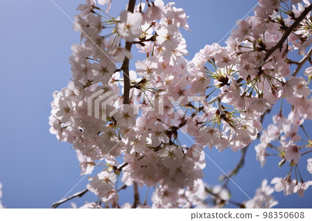 Sakura 0293 98350608