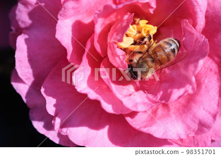 Kantsubaki and Western bees Kantsubaki and Western bees 98351701