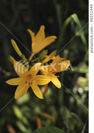 Tobi Shima licorice Tobi Shima licorice 98352449