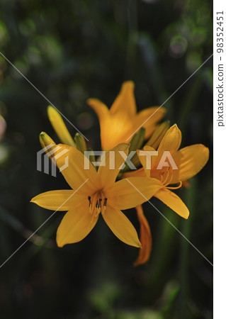 Tobi Shima甘草 98352451