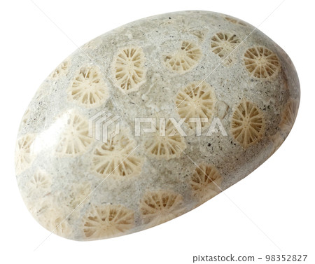 天然石 菊目石 功率石 化石珊瑚 天然石 菊目石 功率石 化石珊瑚 98352827