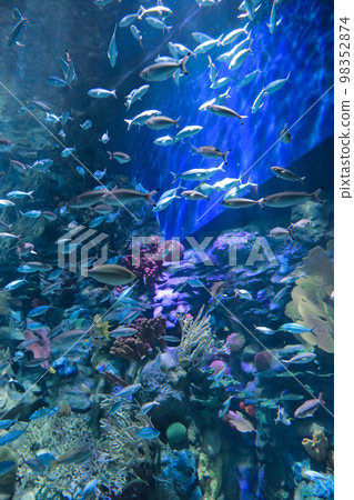 the salt water fish in the ocean or aquarium 18 Nov 2012 98352874