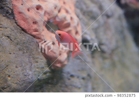the salt water fish in the ocean or aquarium 18 Nov 2012 98352875