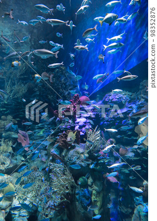 the salt water fish in the ocean or aquarium 18 Nov 2012 the salt water fish in the ocean or aquarium 18 Nov 2012 98352876