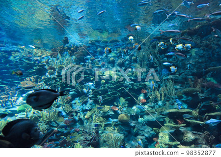 the salt water fish in the ocean or aquarium 18 Nov 2012 98352877