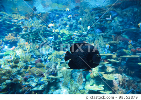 the salt water fish in the ocean or aquarium 18 Nov 2012 the salt water fish in the ocean or aquarium 18 Nov 2012 98352879
