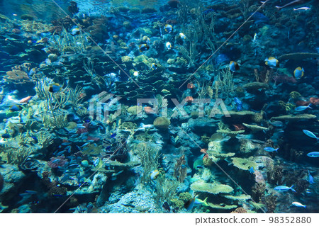 the salt water fish in the ocean or aquarium 18 Nov 2012 98352880