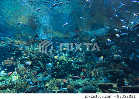 the salt water fish in the ocean or aquarium 18 Nov 2012 the salt water fish in the ocean or aquarium 18 Nov 2012 98352881