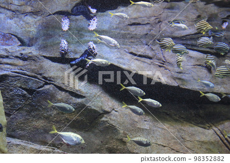 the salt water fish in the ocean or aquarium 18 Nov 2012 98352882
