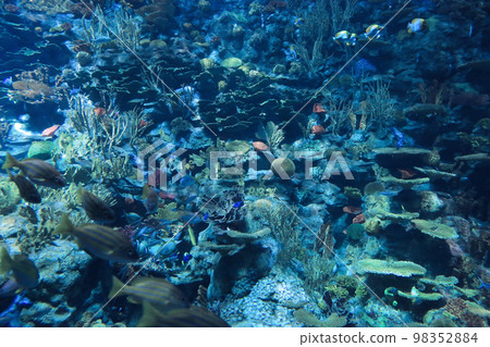 the salt water fish in the ocean or aquarium 18 Nov 2012 the salt water fish in the ocean or aquarium 18 Nov 2012 98352884