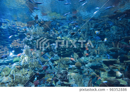 the salt water fish in the ocean or aquarium 18 Nov 2012 98352886
